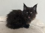 Nero - Maine Coon Kitten For Sale - Chicago&comma; IL&comma; US
