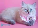 Estella - Siberian Kitten For Sale - Pembroke Pines&comma; FL&comma; US