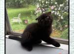 Lala - Scottish Fold Kitten For Sale - 