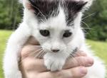 Tigger - Domestic Kitten For Sale - Ashburnham&comma; MA&comma; US