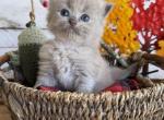 Goldfish - Ragdoll Kitten For Sale - FL&comma; US