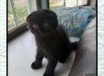 Lili - Scottish Fold Kitten For Sale - Woodbridge&comma; NJ&comma; US