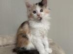 Cali - Maine Coon Kitten For Sale - 