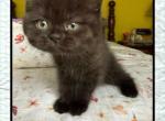 Tika - Scottish Straight Kitten For Sale - 