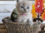 Koi - Ragdoll Kitten For Sale - FL&comma; US