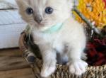 Minnow - Ragdoll Kitten For Sale - FL&comma; US
