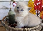 Guppy - Ragdoll Kitten For Sale - FL&comma; US