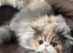 Eleanor - Exotic Kitten For Sale - 