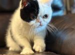 Felix - Exotic Kitten For Sale - MO&comma; US