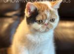 Frannie - Exotic Kitten For Sale - 