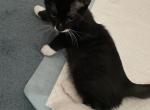 Oreo - Domestic Cat For Sale - Bronx&comma; NY&comma; US