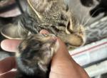 Poly Tortoiseshell of Dasha - Polydactyl Kitten For Sale - WI&comma; US