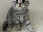 Smokey - Scottish Fold Kitten For Sale - Spartanburg&comma; SC&comma; US