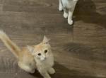 Cheeze Itz - Domestic Kitten For Sale - Dallas&comma; TX&comma; US