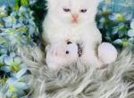 Bama - Persian Kitten For Sale - Sylacauga&comma; AL&comma; US