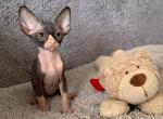 Cookie - Sphynx Kitten For Sale - 