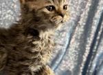 Laddie - Selkirk Rex Kitten For Sale - Lexington&comma; NC&comma; US