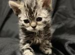 Laddie - Selkirk Rex Kitten For Sale - Lexington&comma; NC&comma; US