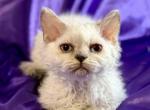 Tryst - Selkirk Rex Kitten For Sale - 