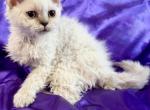 Tryst - Selkirk Rex Kitten For Sale - 