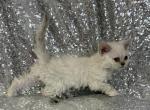 Tryst - Selkirk Rex Kitten For Sale - Lexington&comma; NC&comma; US