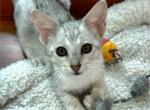F4 SBT Savannah Mystic - Savannah Kitten For Sale - Franklin&comma; NC&comma; US