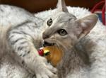 F4 SBT Savannah Haven - Savannah Kitten For Sale - Franklin&comma; NC&comma; US