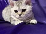 Sprite - Selkirk Rex Kitten For Sale - 
