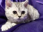 Sprite - Selkirk Rex Kitten For Sale - Lexington&comma; NC&comma; US