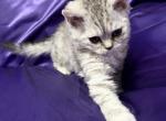 Sprite - Selkirk Rex Kitten For Sale - Lexington&comma; NC&comma; US