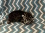 Highlander kity 6g - Highlander Kitten For Sale - Goshen&comma; AL&comma; US