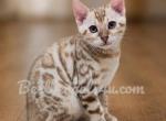 Seal Snow Mink Male Bengal - Bengal Kitten For Sale - Bunnell&comma; FL&comma; US