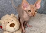 Sammy - Sphynx Kitten For Sale - 