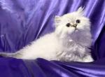 Lassie - Selkirk Rex Kitten For Sale - Lexington&comma; NC&comma; US