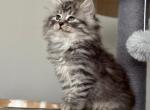 Rosie - Persian Kitten For Sale - Cleveland&comma; OH&comma; US