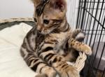 bella - Bengal Kitten For Sale - Denver&comma; CO&comma; US