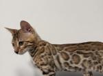 loki - Bengal Kitten For Sale - Denver&comma; CO&comma; US