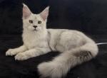 Starlet Pet - Maine Coon Kitten For Sale - NY&comma; US