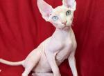 Diego odd eye - Sphynx Kitten For Sale - Brooklyn&comma; NY&comma; US