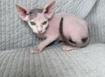 Beky - Sphynx Kitten For Sale - 