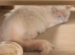 Apache - Himalayan Cat For Sale - Walterboro&comma; SC&comma; US