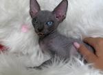 Storm ODD EYE - Sphynx Kitten For Sale - Brooklyn&comma; NY&comma; US