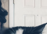 Survivor - Domestic Cat For Adoption - Henderson&comma; NV&comma; US