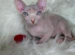 Sky DBE program - Sphynx Kitten For Sale - Brooklyn&comma; NY&comma; US