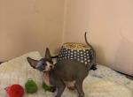 Sunshine - Sphynx Kitten For Sale - MA&comma; US