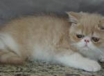Courser - Exotic Kitten For Sale - 