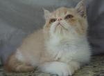 Courser - Exotic Kitten For Sale - 