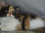 Spindalis - Exotic Kitten For Sale - Bonita Springs&comma; FL&comma; US