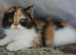 Spindalis - Exotic Kitten For Sale - Bonita Springs&comma; FL&comma; US