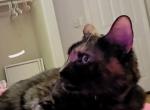 Monkey - Domestic Cat For Adoption - Mission Viejo&comma; CA&comma; US